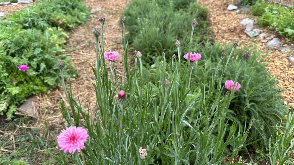Pink Bachelor's Buttons in bloom.