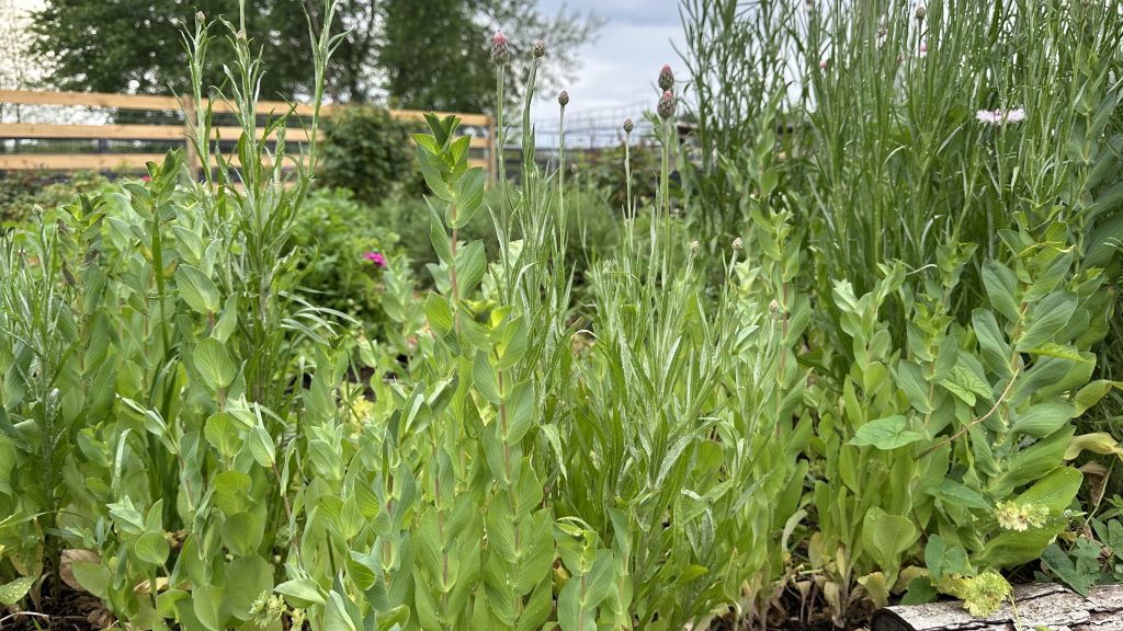 Bupleurum putting on height!