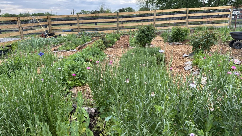 Middle of the garden. A big task I've been working on this week is adding a fresh layer of woodchips to my pathways.