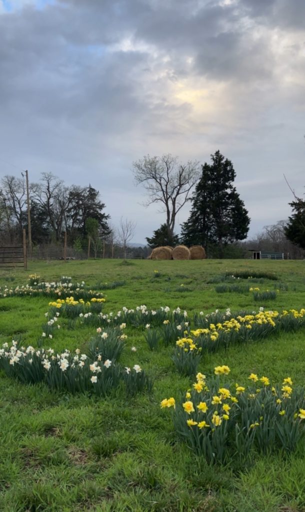 Daffodil Field 4