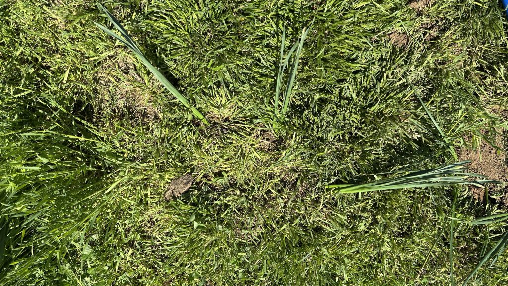Daffodls In The Ground