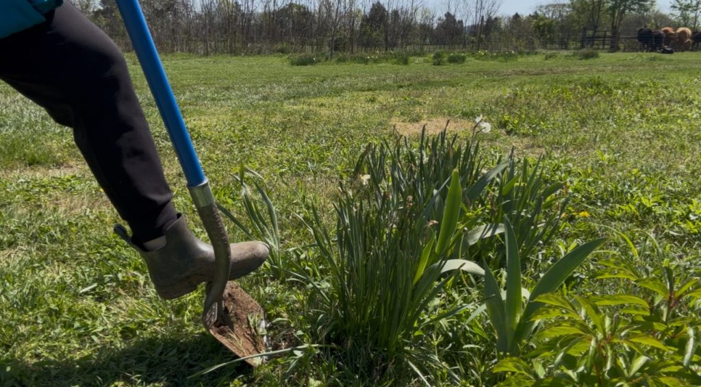 Digging Daffodil Clump