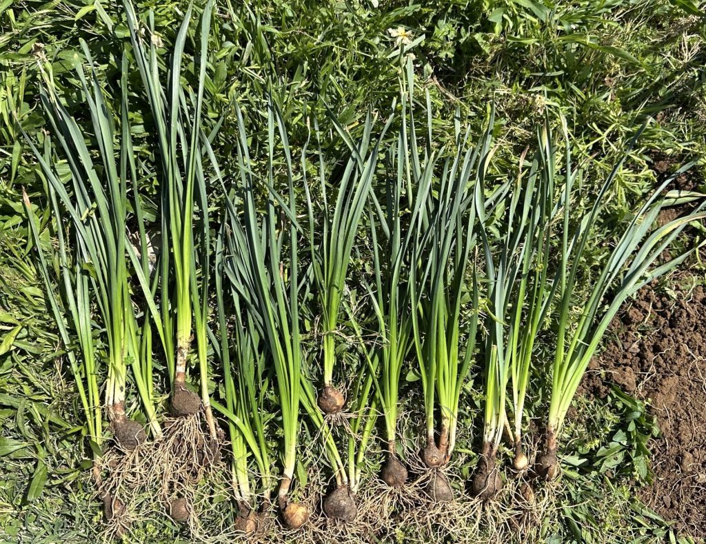 That one small clump had 20 daffodil bulbs! I planted about 5 in that spot about 5 years ago.