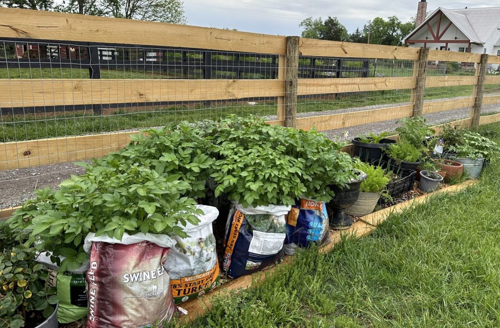 In my newly expanded cut flower and vegetable area, I am growing even more vegetables but I'll go through them one by one in another blog post! I call this The Feed Sack Garden.