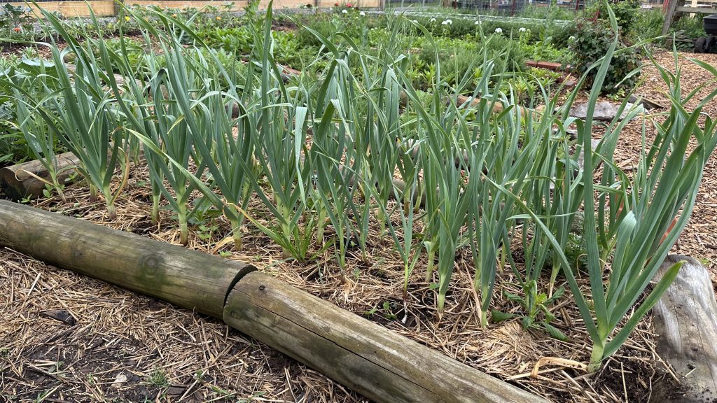 Garlic is looking beautiful after a long winter's nap underground.