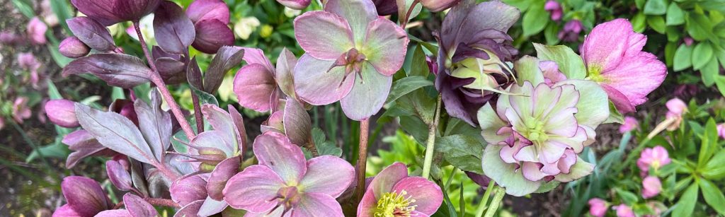 3 Perennial Cut Flowers to Grow for Shade Gardens