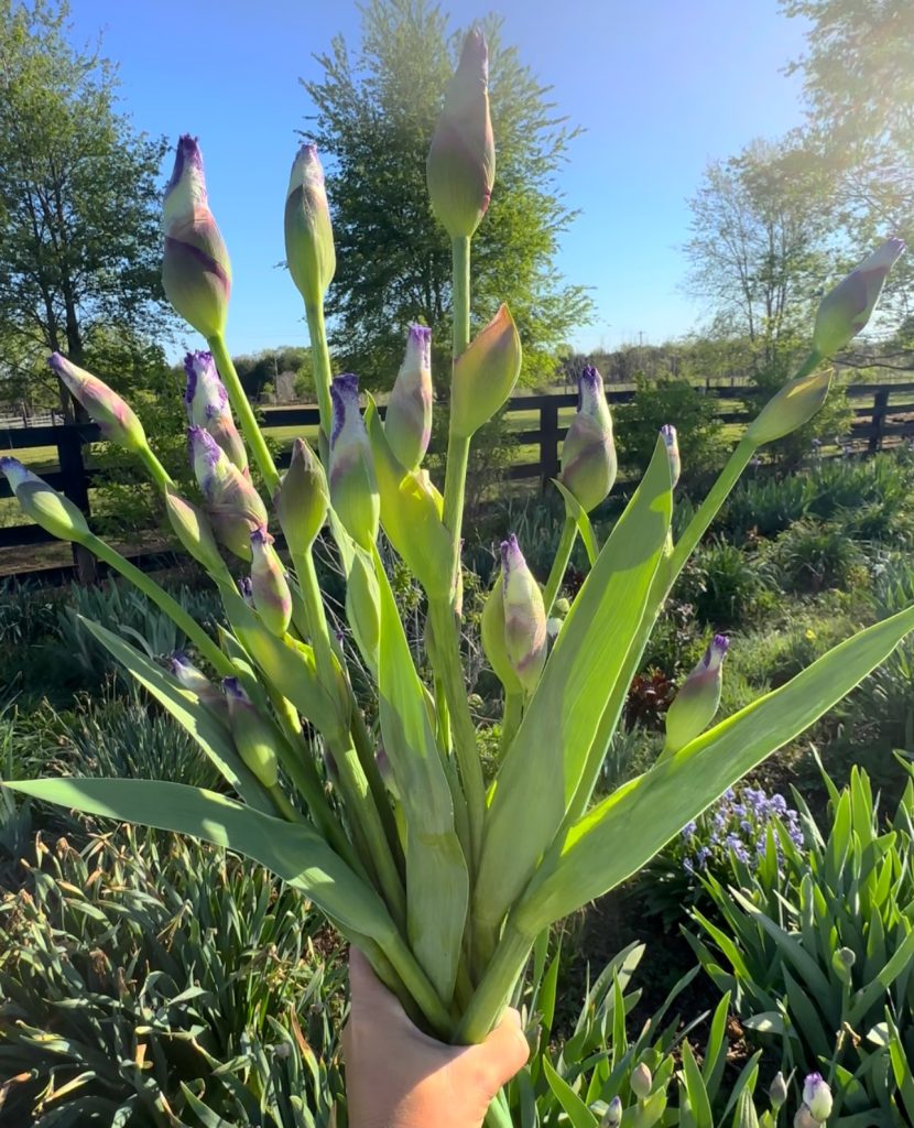 Iris Harvest Stage
