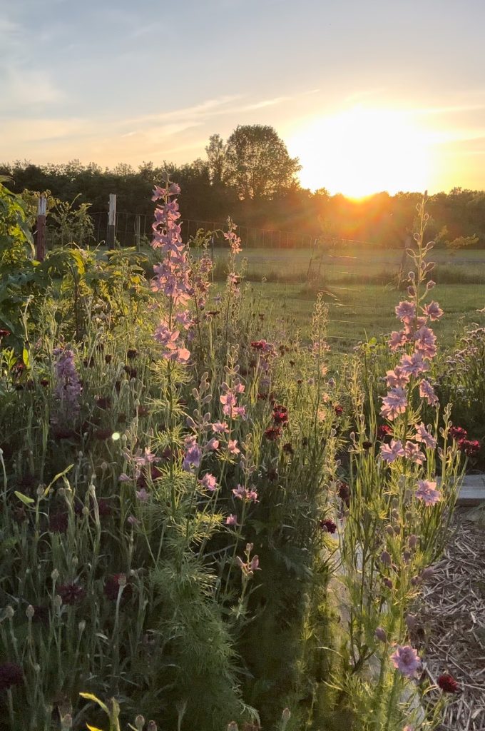 Same Larkspur spot in bloom with bachelors button at sunset in late May.