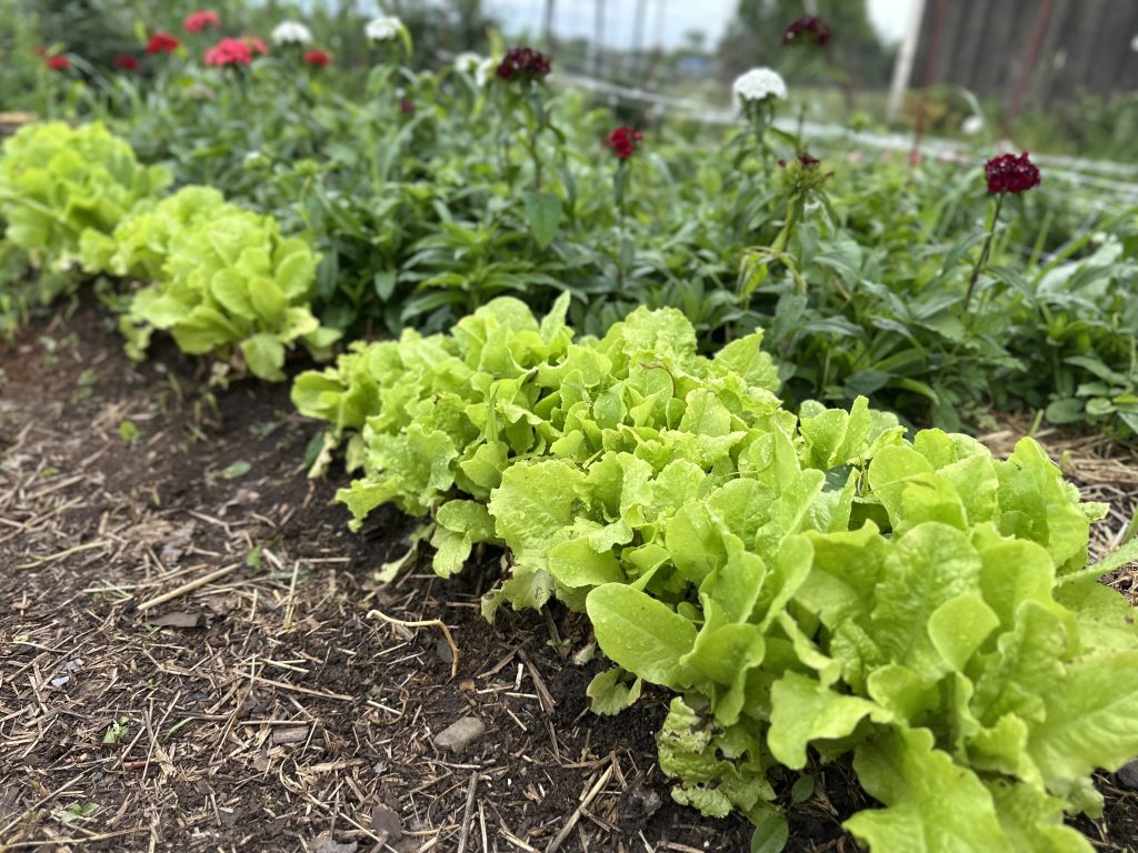 Lettuce sown along the Sweet William bed to help with erosion control, to eat and to keep weeds from creeping in the bed. .