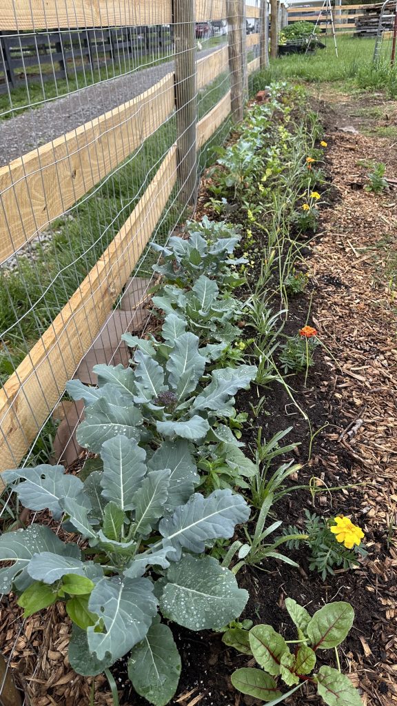 Mixed vegetable and cut flower bed along the fence.
