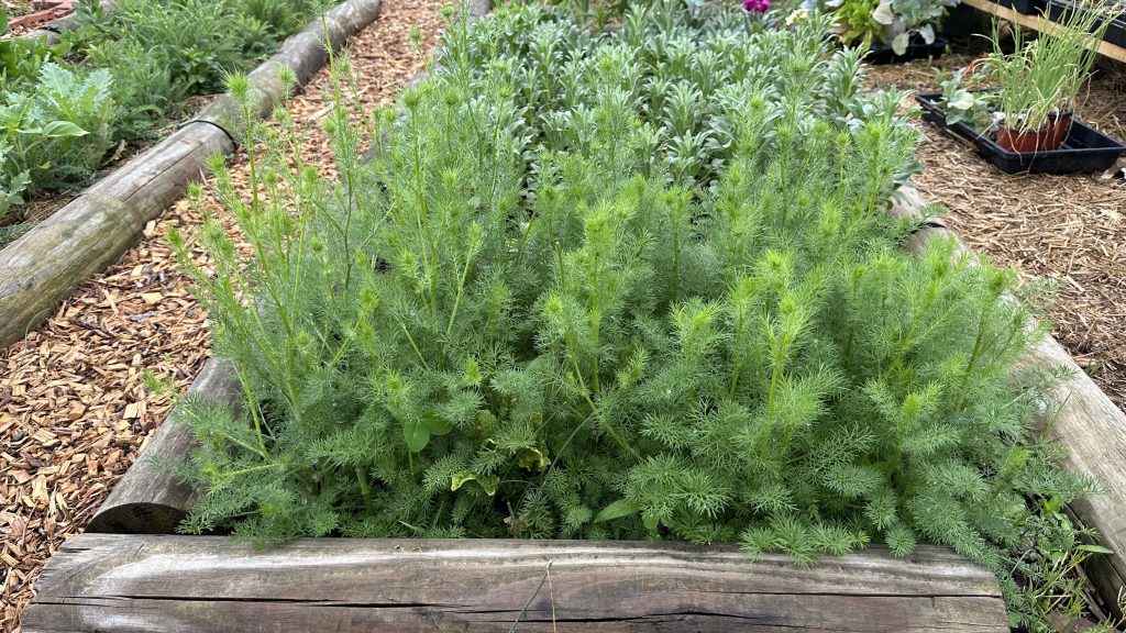Nigella in bud.
