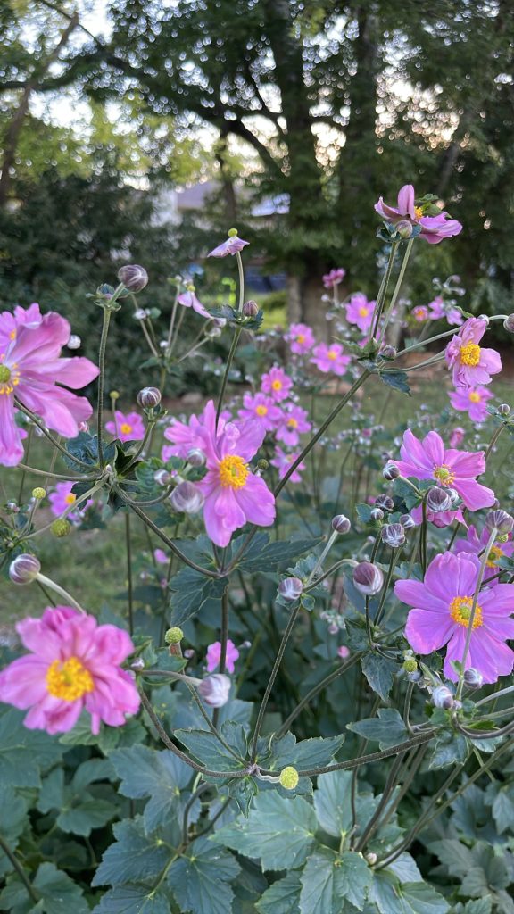 Pink Japanese Anemones