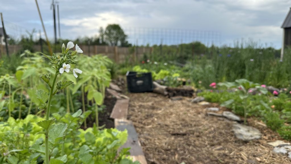 Radish starting to flower. I love to let a few vegetables flower, bring pollinators and collect the seeds for next year!