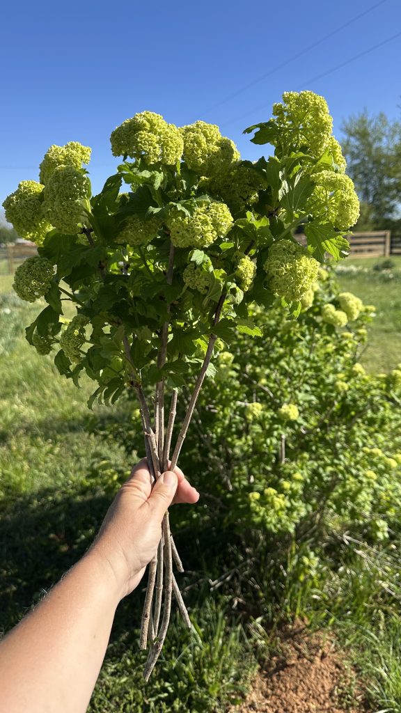 Snowball Viburnum