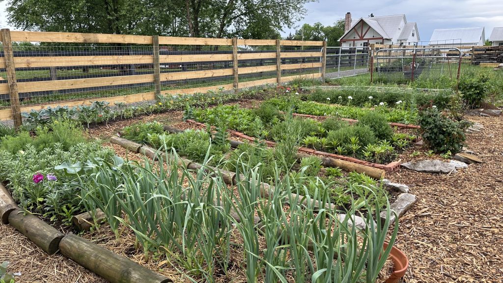 Favorite view of the garden at the moment with a mix of vegetables and flower plants.