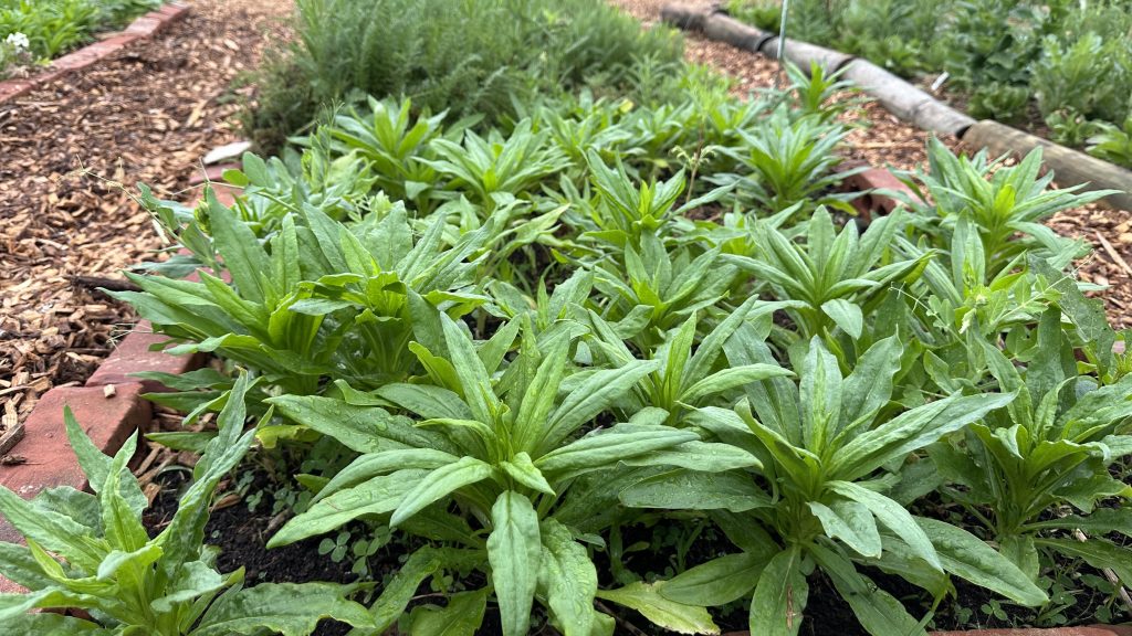 Strawflower bulking up!