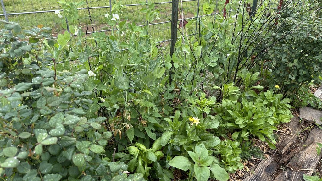Sugar Snap Pea bed looking lush!