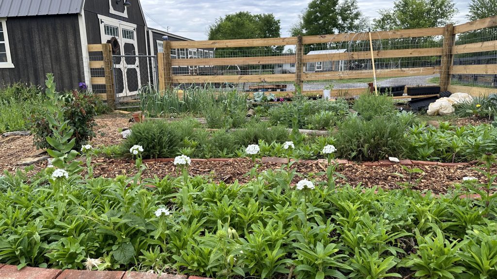 White Sweet William in bloom and ready for harvest.