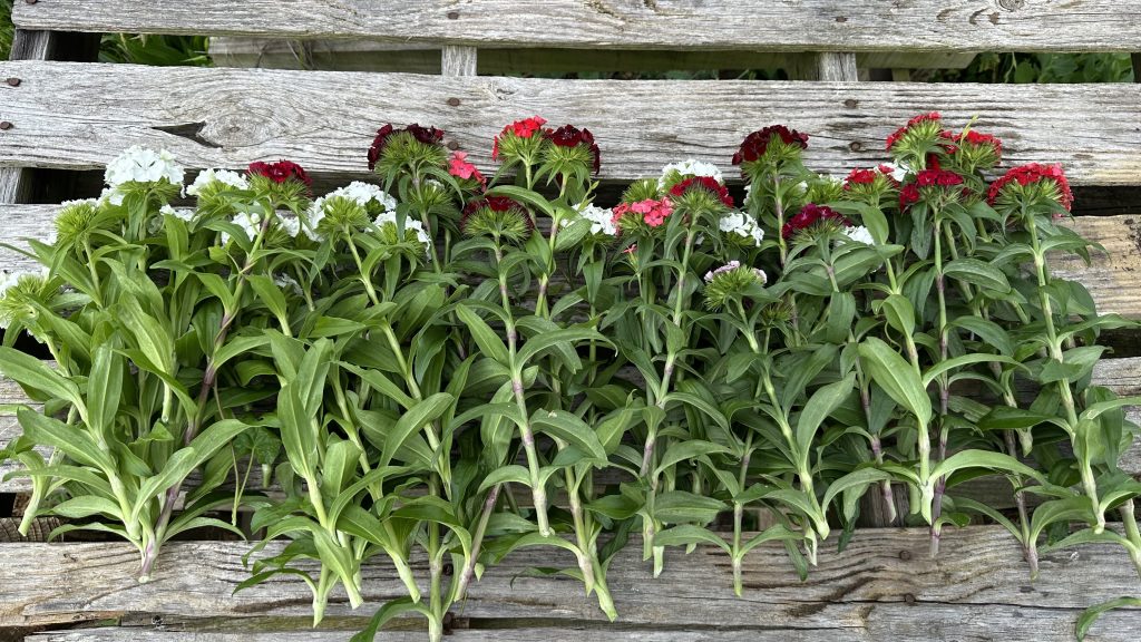 Sweet William | Dianthus before I strip the leaves.