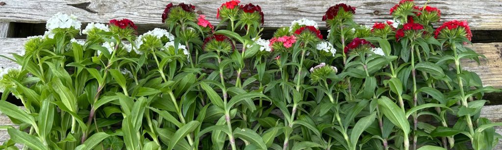 5 Common Mistakes to Avoid When Harvesting Cut Flowers