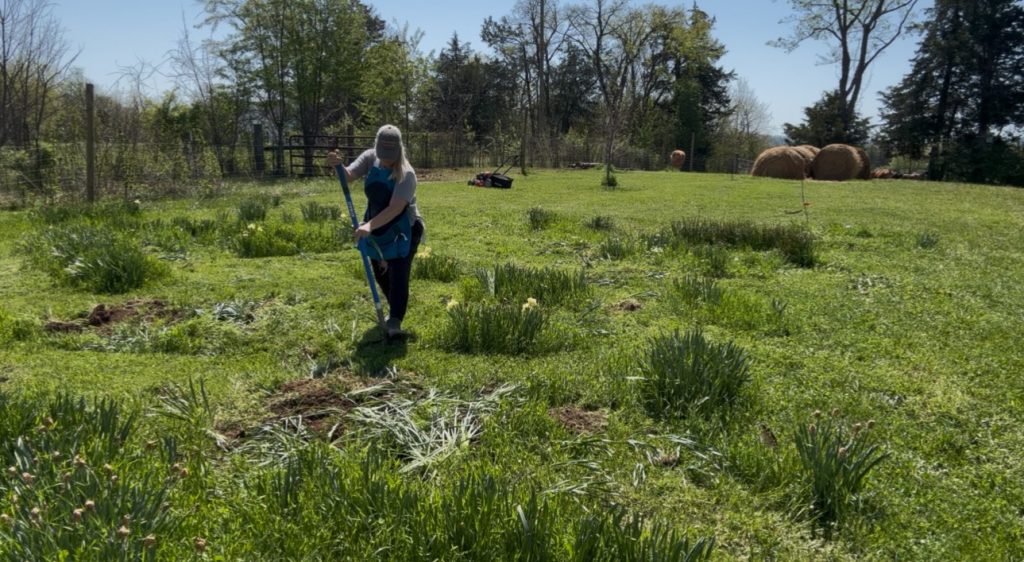 Transplanting Daffodils