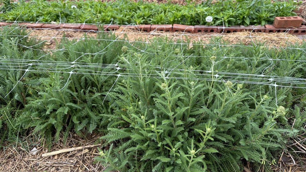 A few Yarrow stems starting to bud up!