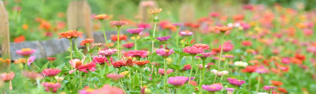 20 Zinnia Facts Every Gardener Should Know