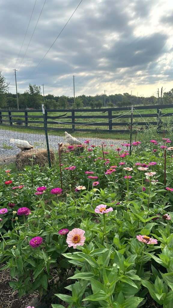 Zinnias And Chickens