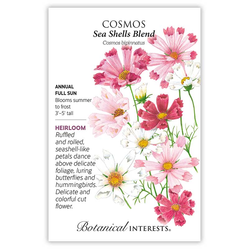 1073w Cosmos Sea Shells Blend