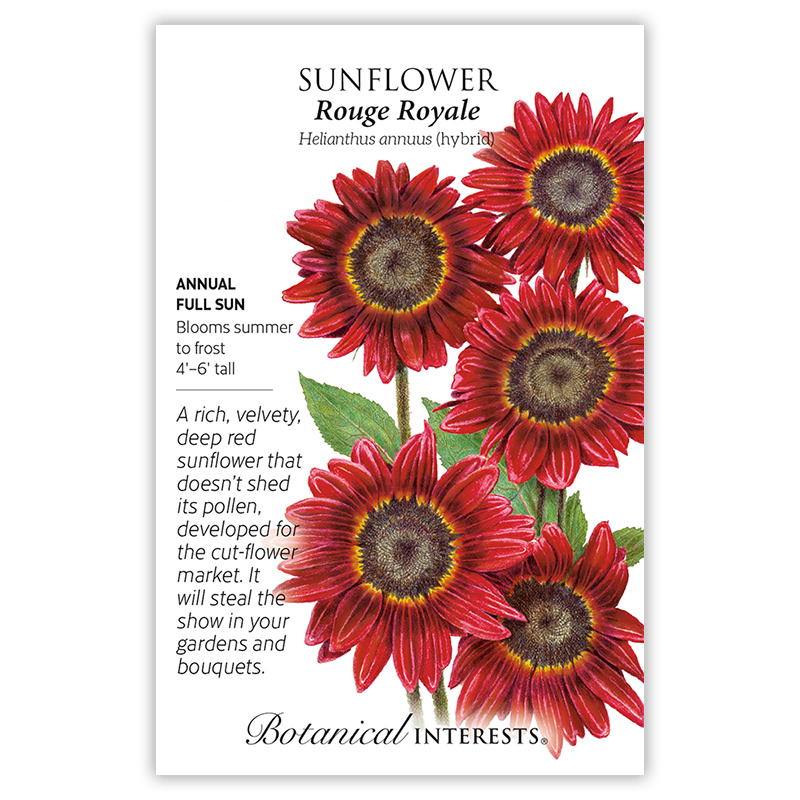 1191w Sunflower Rouge Royale