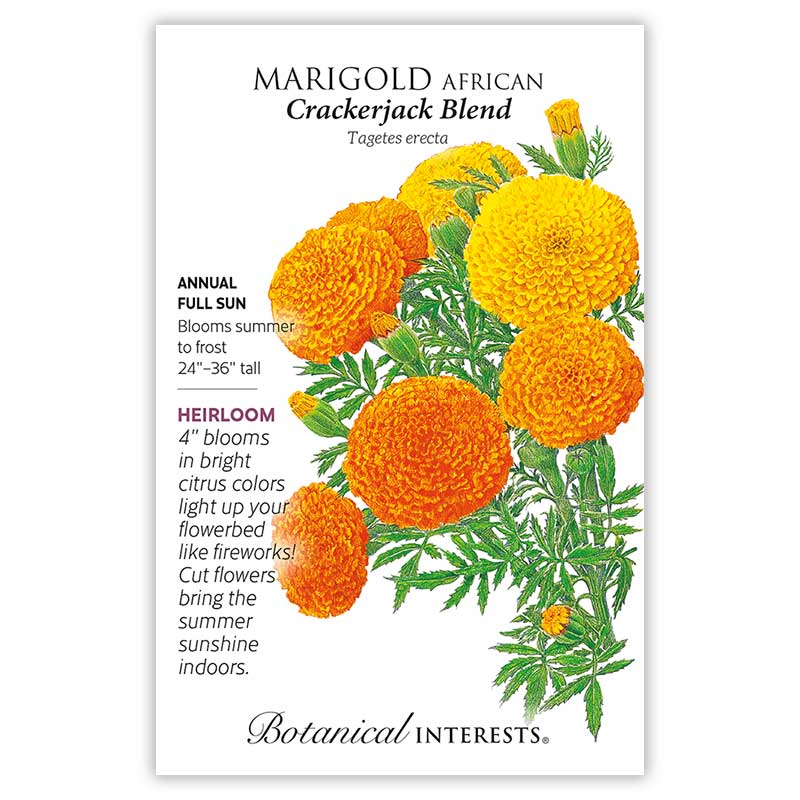 1228w Marigold African Crackerjack