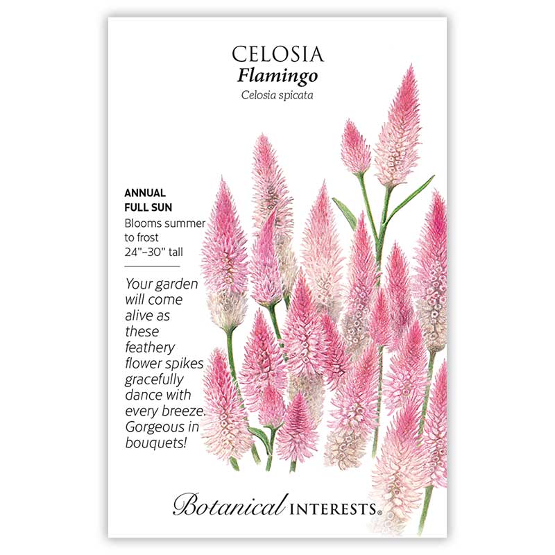 1299w Celosia Flamingo