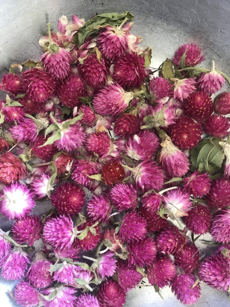 Gomphrena flower heads.