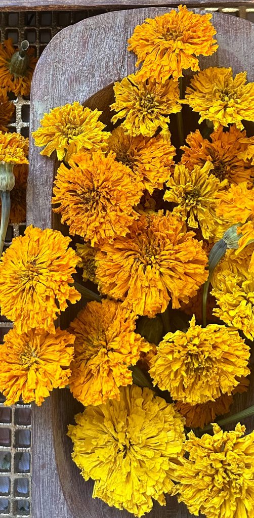 Dried Marigolds.