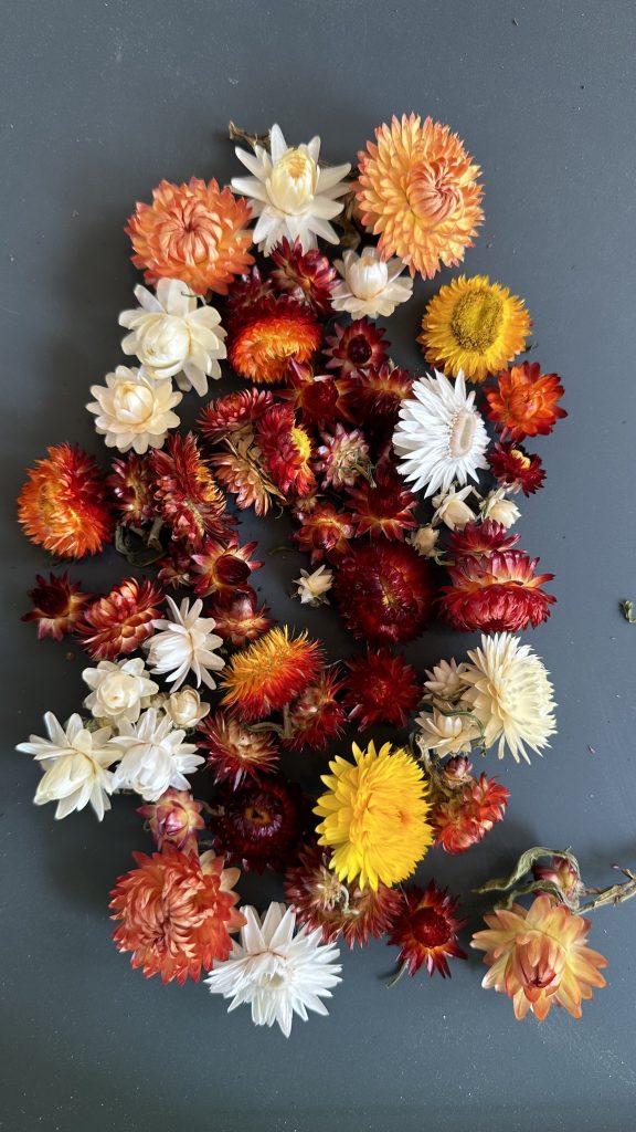 Dried Strawflower