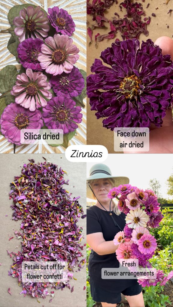 Dried Zinnias