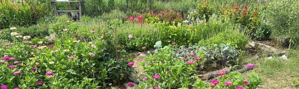 Checklist for a Thriving Zinnia Garden