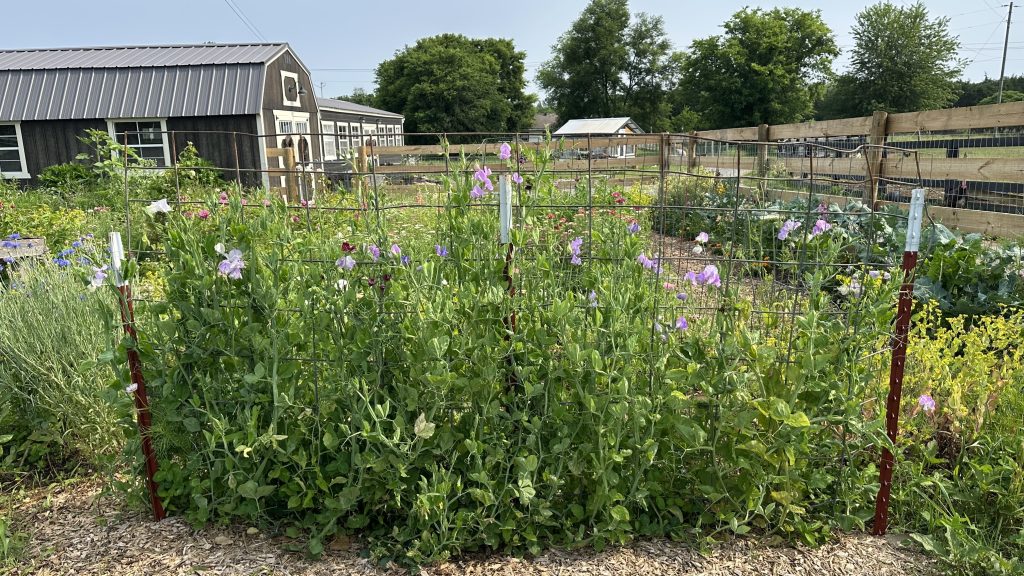 Sweet Pea Wall In The Garden
