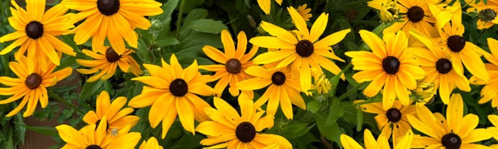 Fall Gardening for Cut Flowers: My Seasonal Routine