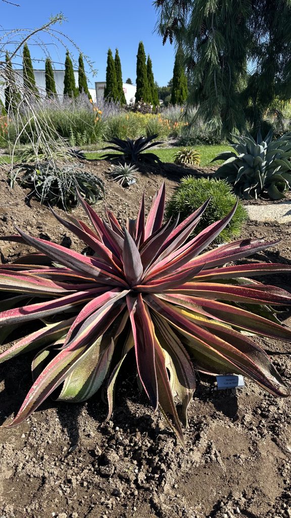 Mangave Garden View 4