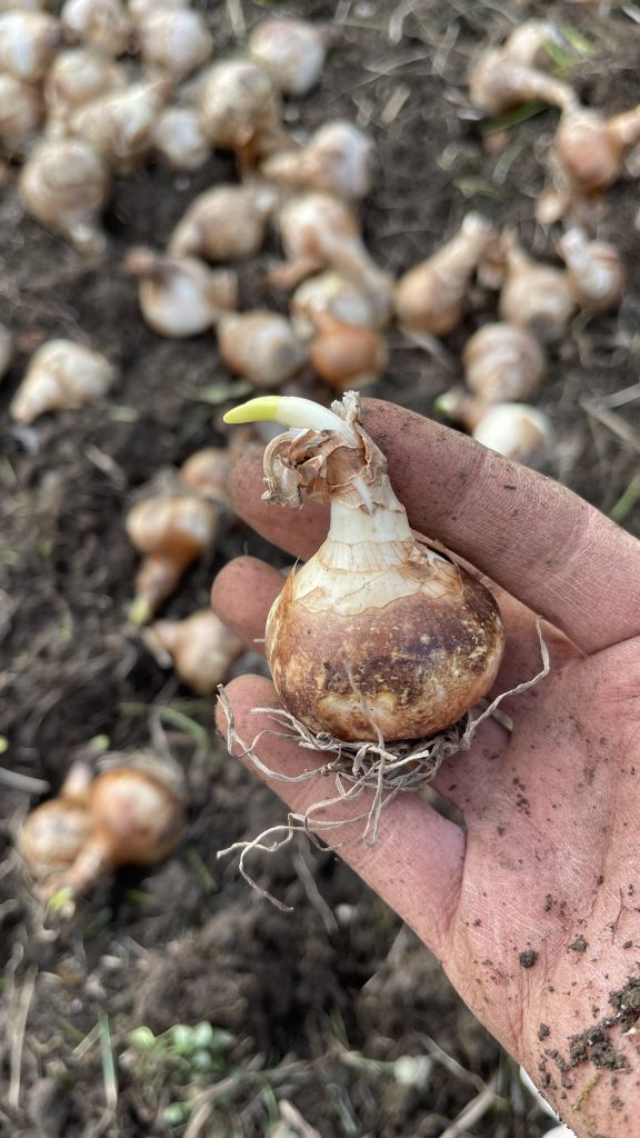 Daffodil bulb