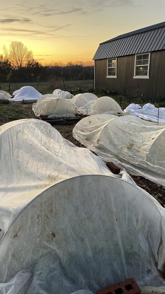 Frost cloth on hoops protecting cold hardy plants during a freezing night.