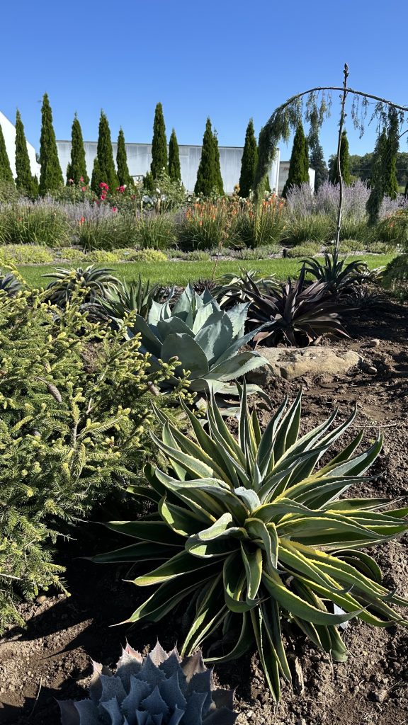 Mangave Garden View 1