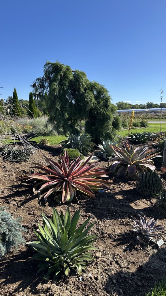 Mangave Garden View 3