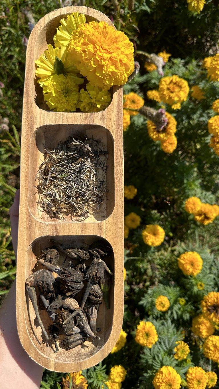 Marigold seed saving for next years garden.