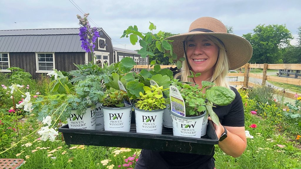 Plant Collection