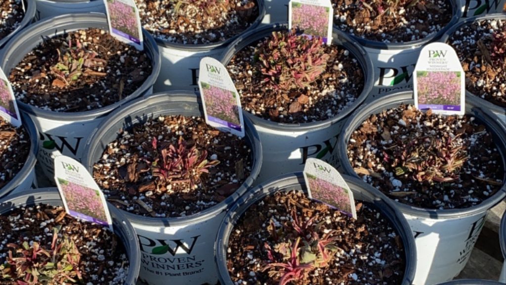 Potted Bare Roots