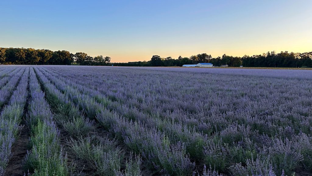 Field to Flower Bed: The Journey of Perennial Plants
