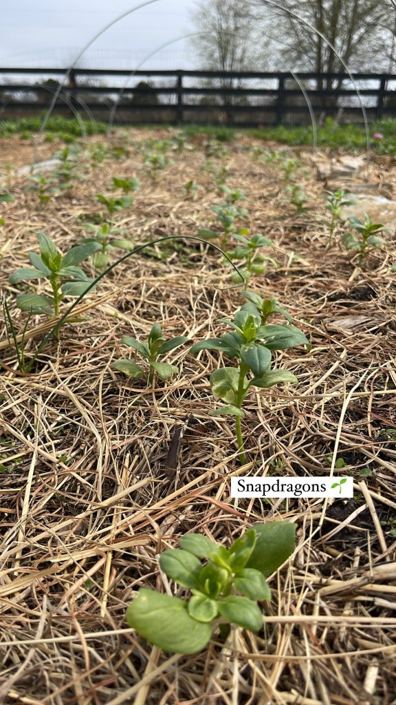 Snapdragons Mulched In