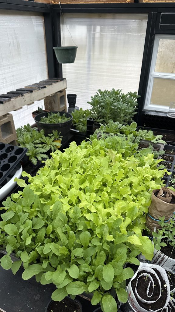 Lettuce ready for harvest in my greenhouse! I sowed the seeds January 1 and this photo was taken February 16th!